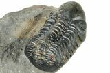 Detailed Reedops Trilobite - Atchana, Morocco #322279-5